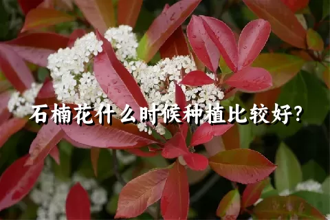 石楠花什么时候种植比较好？