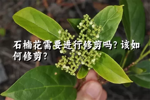 石楠花需要进行修剪吗？该如何修剪？