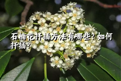 石楠花扦插方法有哪些？如何扦插？