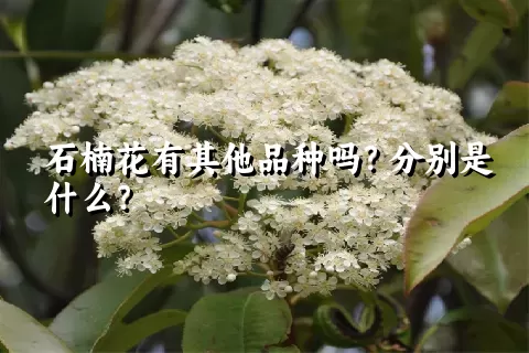 石楠花有其他品种吗？分别是什么？