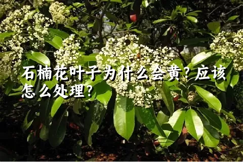 石楠花叶子为什么会黄？应该怎么处理？