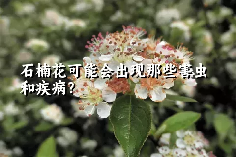 石楠花可能会出现那些害虫和疾病？