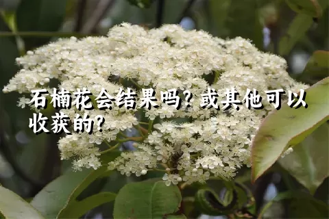 石楠花会结果吗？或其他可以收获的？