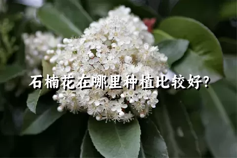 石楠花在哪里种植比较好？