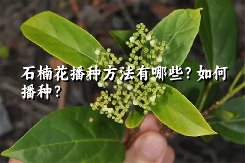 石楠花播种方法有哪些？如何播种？