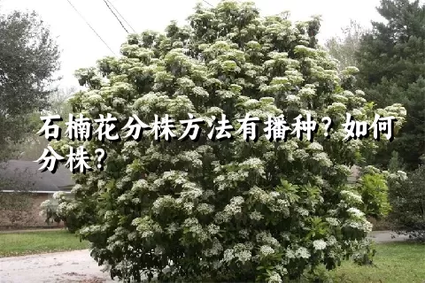 石楠花分株方法有播种？如何分株？