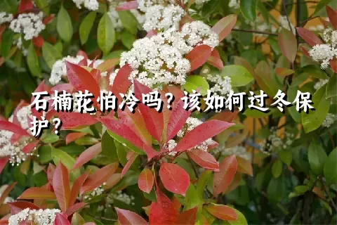 石楠花怕冷吗？该如何过冬保护？