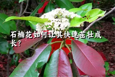 石楠花如何让其快速茁壮成长？