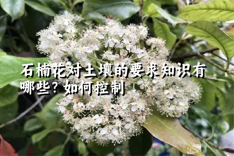 石楠花对土壤的要求知识有哪些？如何控制