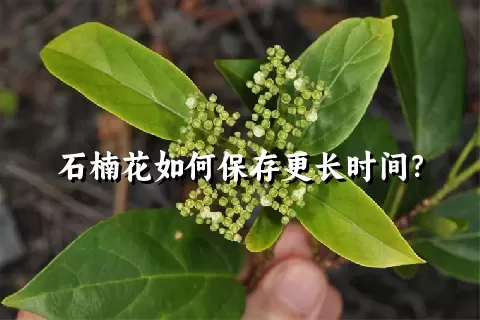 石楠花如何保存更长时间？