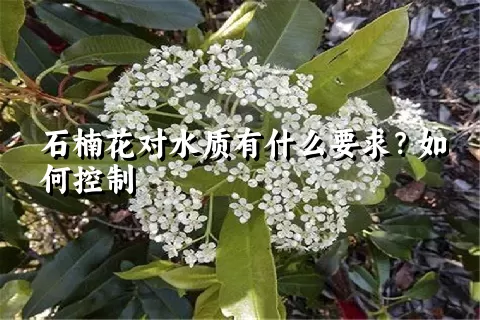 石楠花对水质有什么要求？如何控制