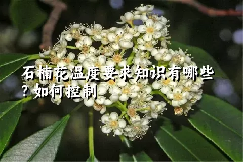 石楠花温度要求知识有哪些？如何控制