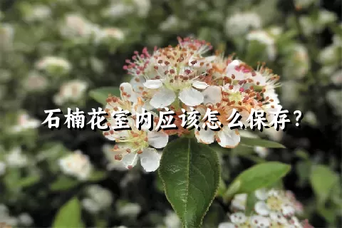 石楠花室内应该怎么保存？