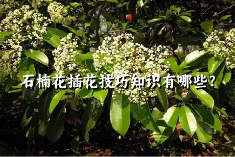 石楠花插花技巧知识有哪些？