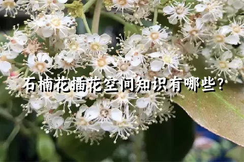 石楠花插花空间知识有哪些？