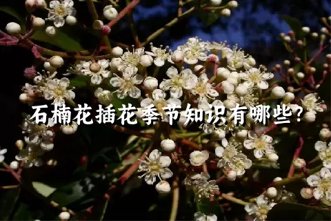 石楠花插花季节知识有哪些？