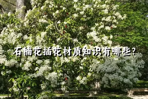 石楠花插花材质知识有哪些？