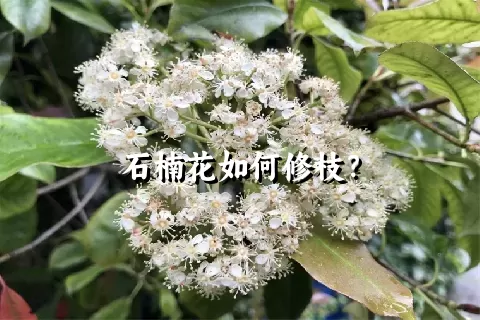 石楠花如何修枝？