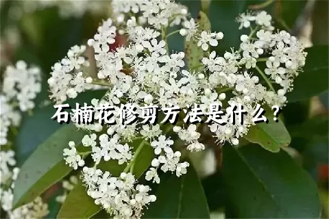 石楠花修剪方法是什么？