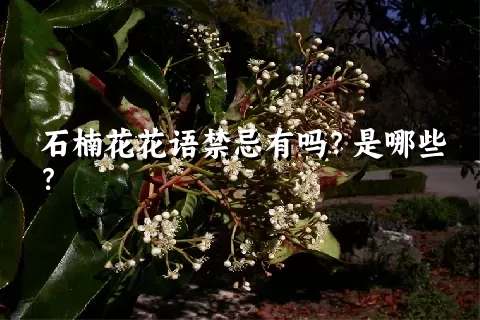 石楠花花语禁忌有吗？是哪些？