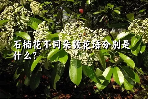 石楠花不同朵数花语分别是什么？