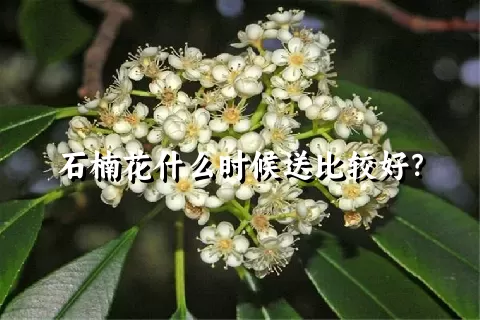 石楠花什么时候送比较好？