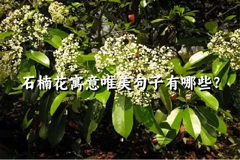 石楠花寓意唯美句子有哪些？