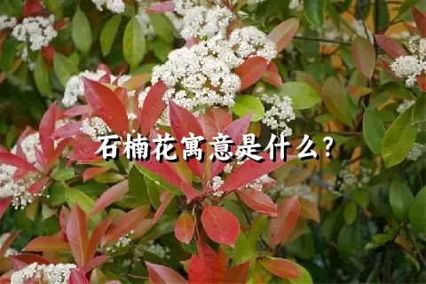 石楠花寓意是什么？