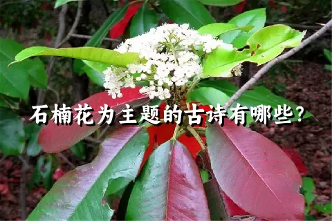 石楠花为主题的古诗有哪些？