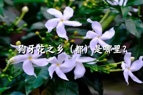 狗牙花之乡（都）是哪里？