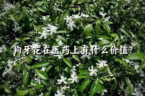 狗牙花在医药上有什么价值？