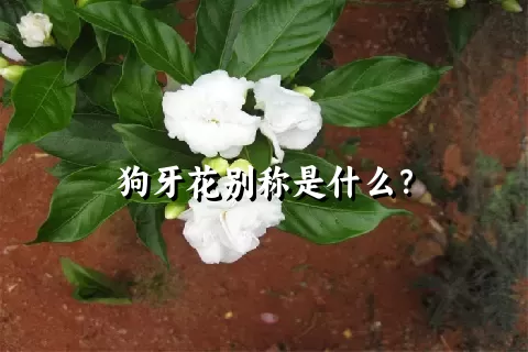 狗牙花别称是什么？