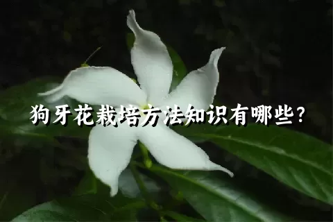 狗牙花栽培方法知识有哪些？