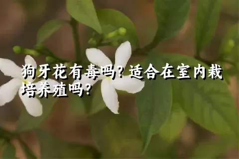 狗牙花有毒吗？适合在室内栽培养殖吗？