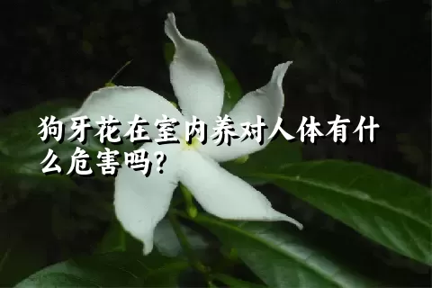 狗牙花在室内养对人体有什么危害吗？