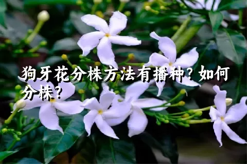 狗牙花分株方法有播种？如何分株？