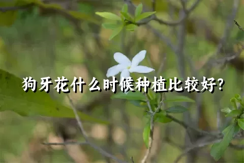 狗牙花什么时候种植比较好？