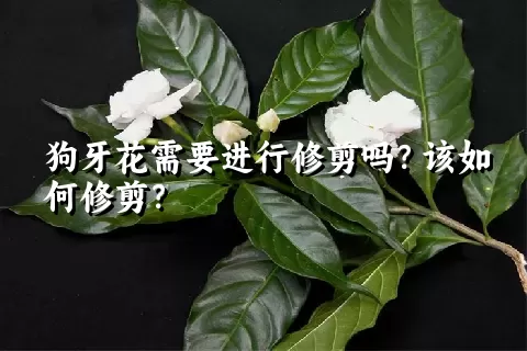 狗牙花需要进行修剪吗？该如何修剪？