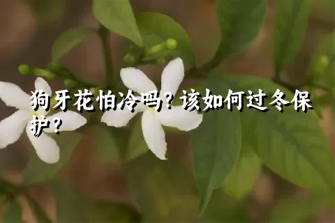 狗牙花怕冷吗？该如何过冬保护？