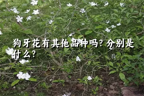 狗牙花有其他品种吗？分别是什么？