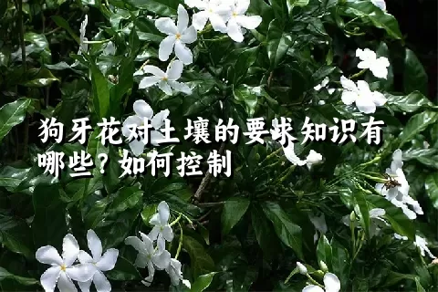 狗牙花对土壤的要求知识有哪些？如何控制