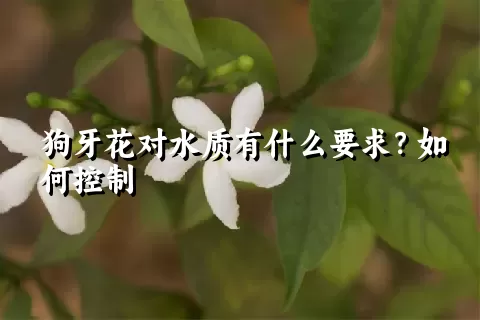 狗牙花对水质有什么要求？如何控制