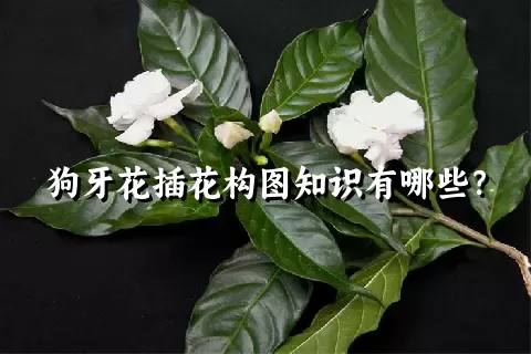 狗牙花插花构图知识有哪些？