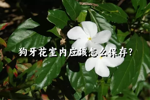 狗牙花室内应该怎么保存？