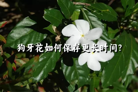 狗牙花如何保存更长时间？