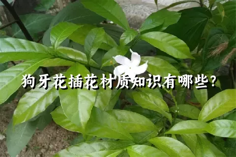 狗牙花插花材质知识有哪些？