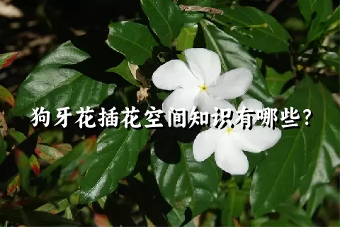 狗牙花插花空间知识有哪些？