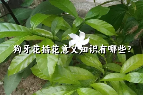 狗牙花插花意义知识有哪些？