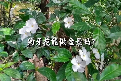 狗牙花能做盆景吗？