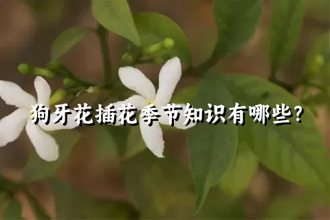 狗牙花插花季节知识有哪些？